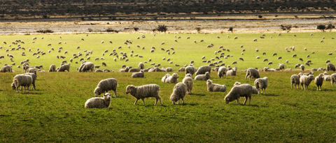 Wol van betrouwbare herders